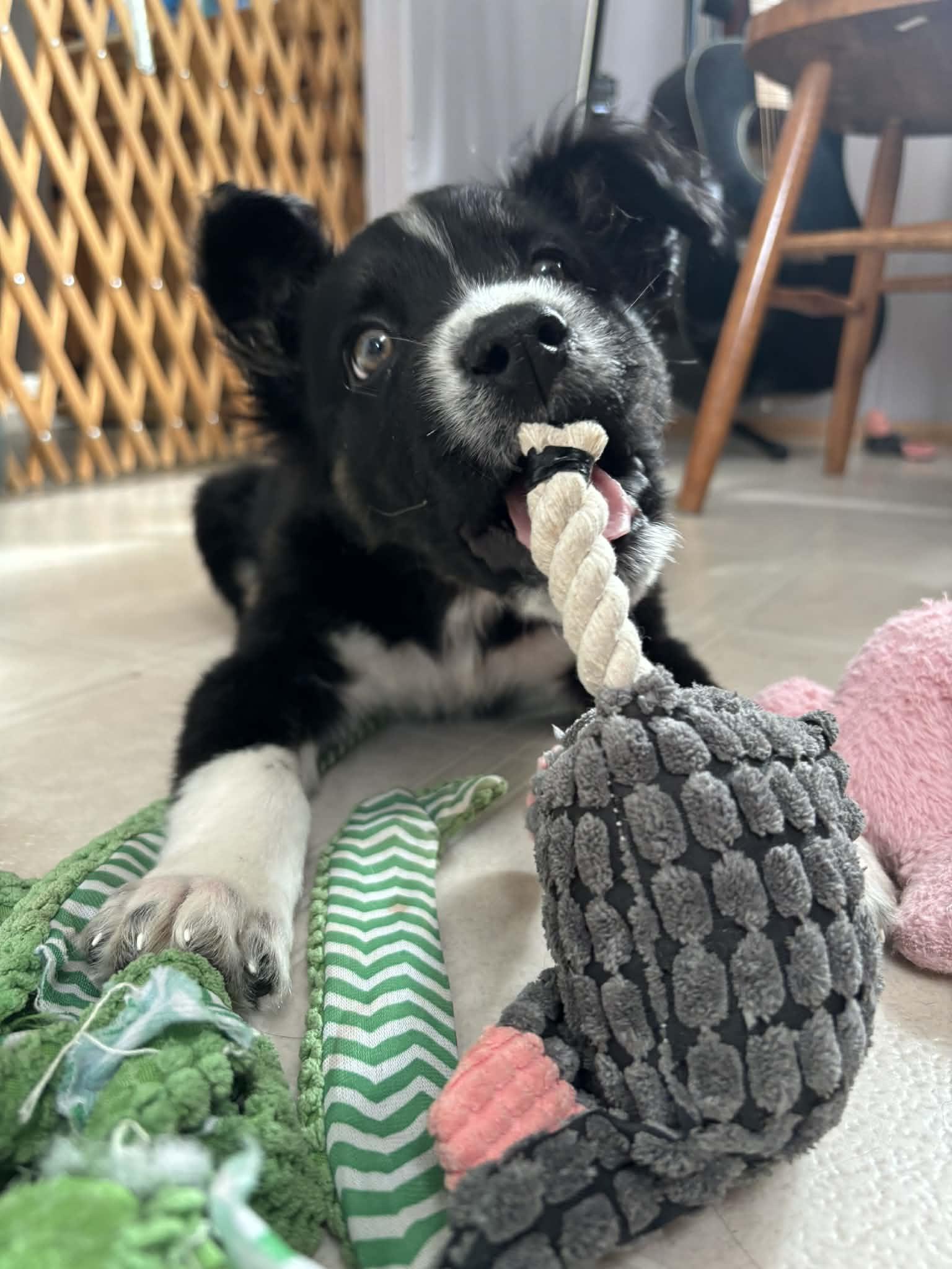 Enlarge Ricky, an adopted mixed breed in Winnipeg, MB image 3/5