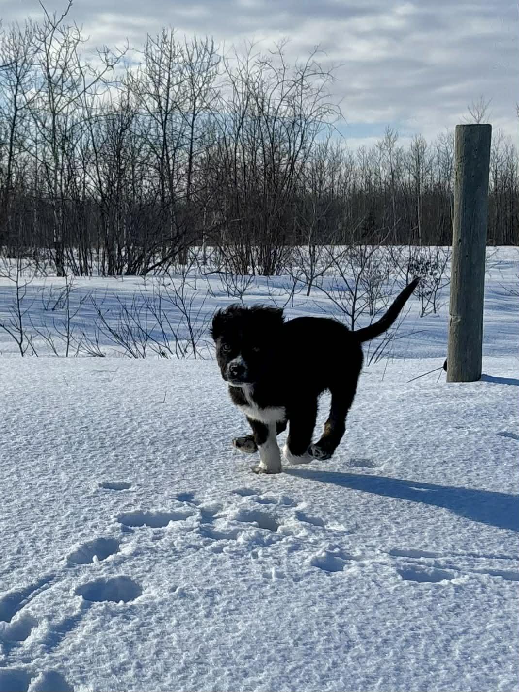 Enlarge Ricky, an adopted mixed breed in Winnipeg, MB image 4/5