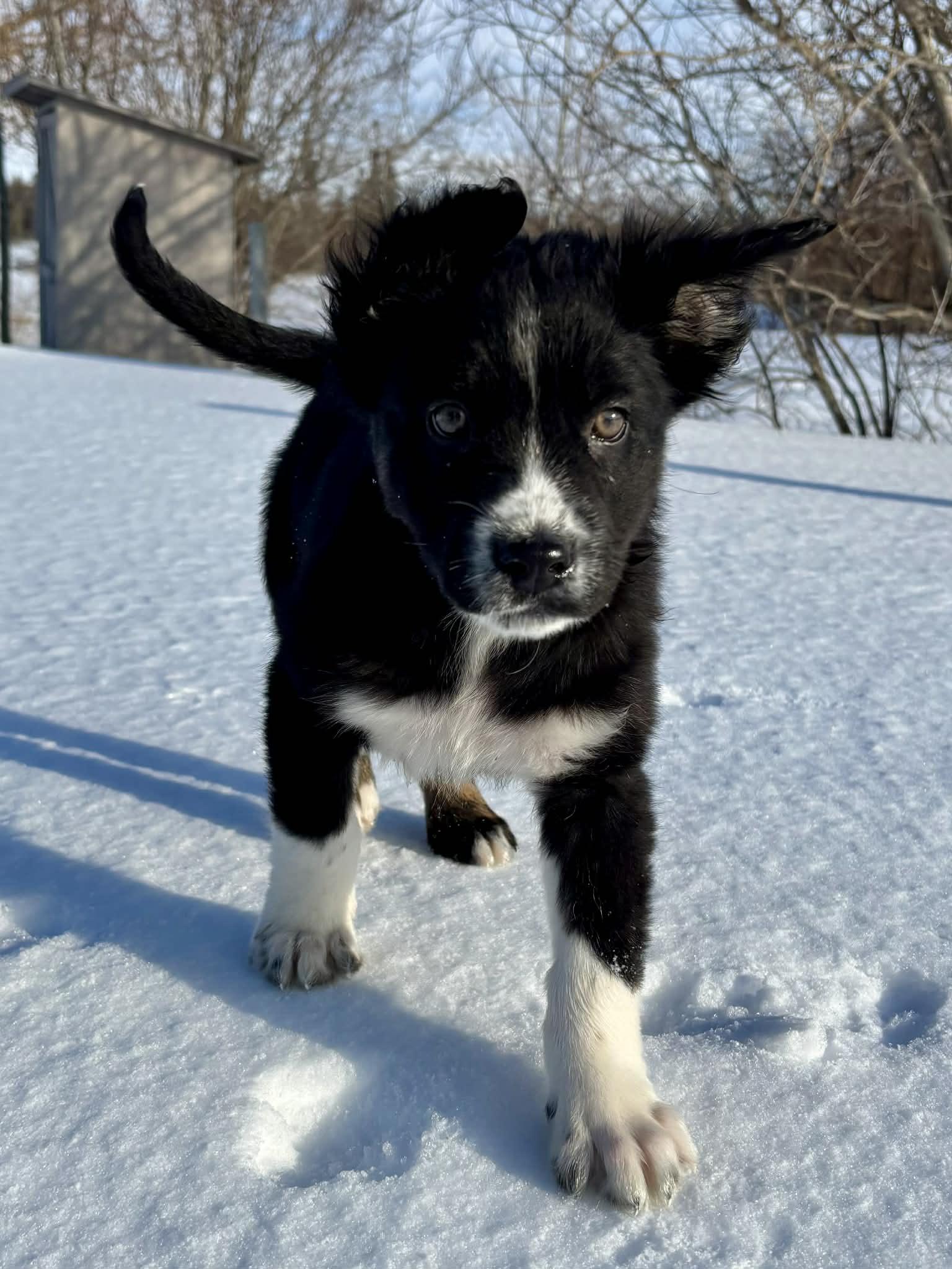 Enlarge Ricky, an adopted mixed breed in Winnipeg, MB image 5/5