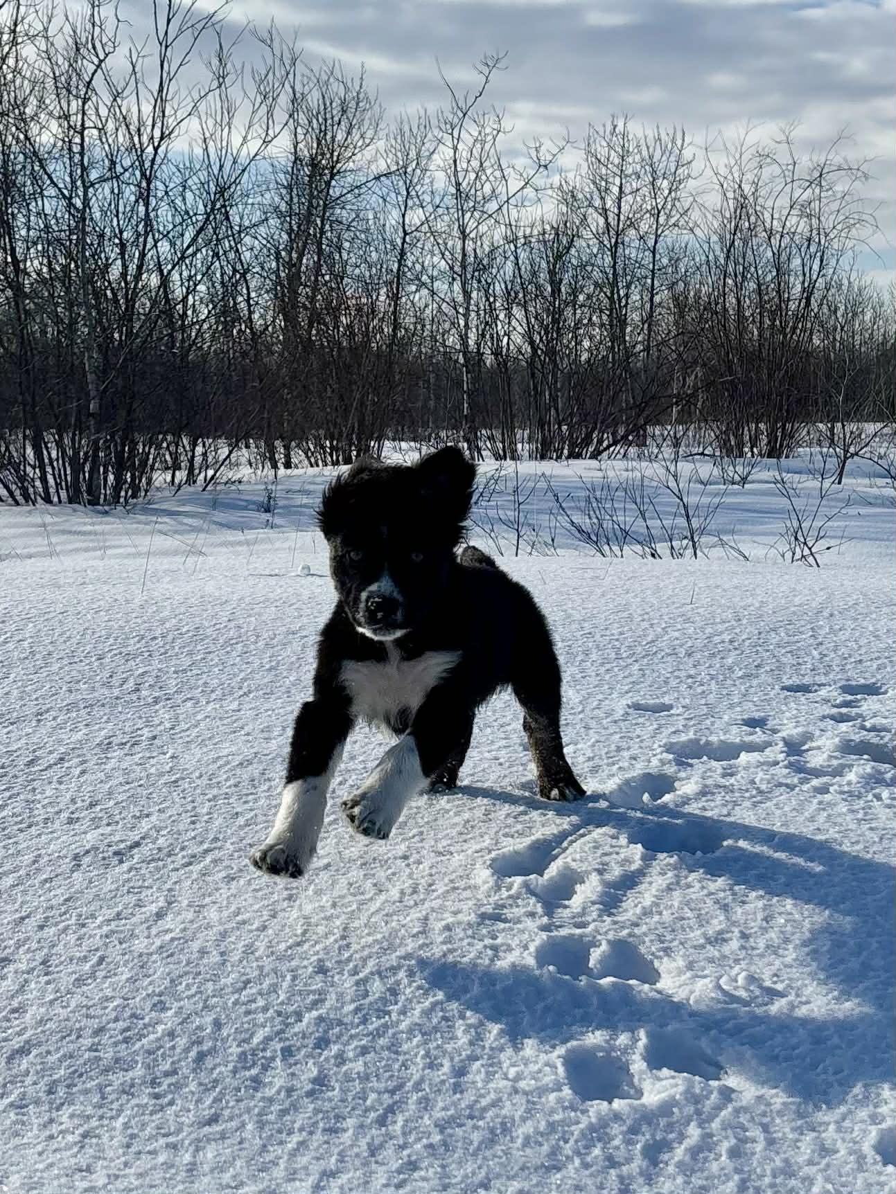 Enlarge Ricky, an adopted mixed breed in Winnipeg, MB image 2/5