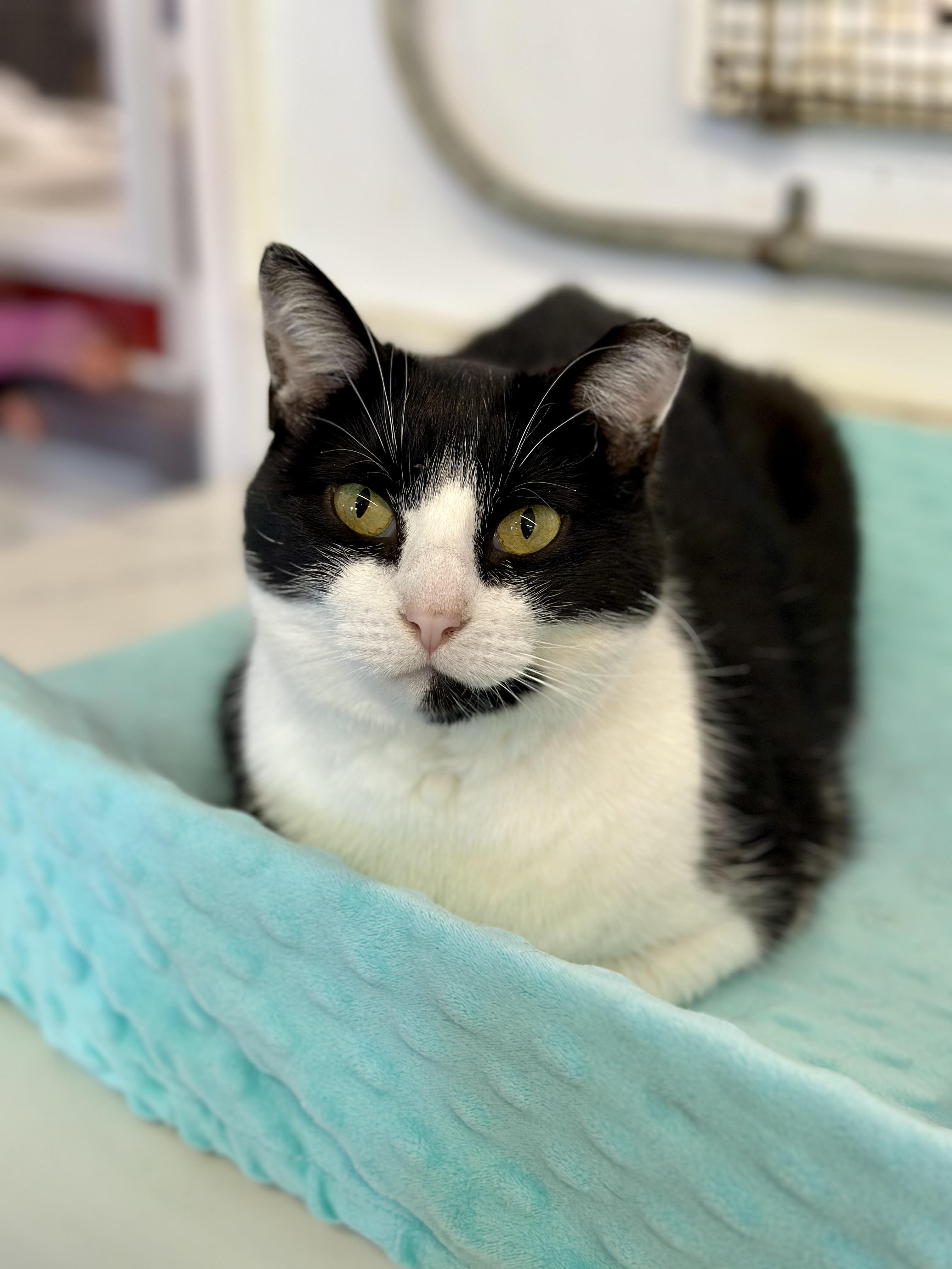 Enlarge Baby Ruth, a ADOPTABLE Domestic Short Hair in Faribault, MN image 1/6