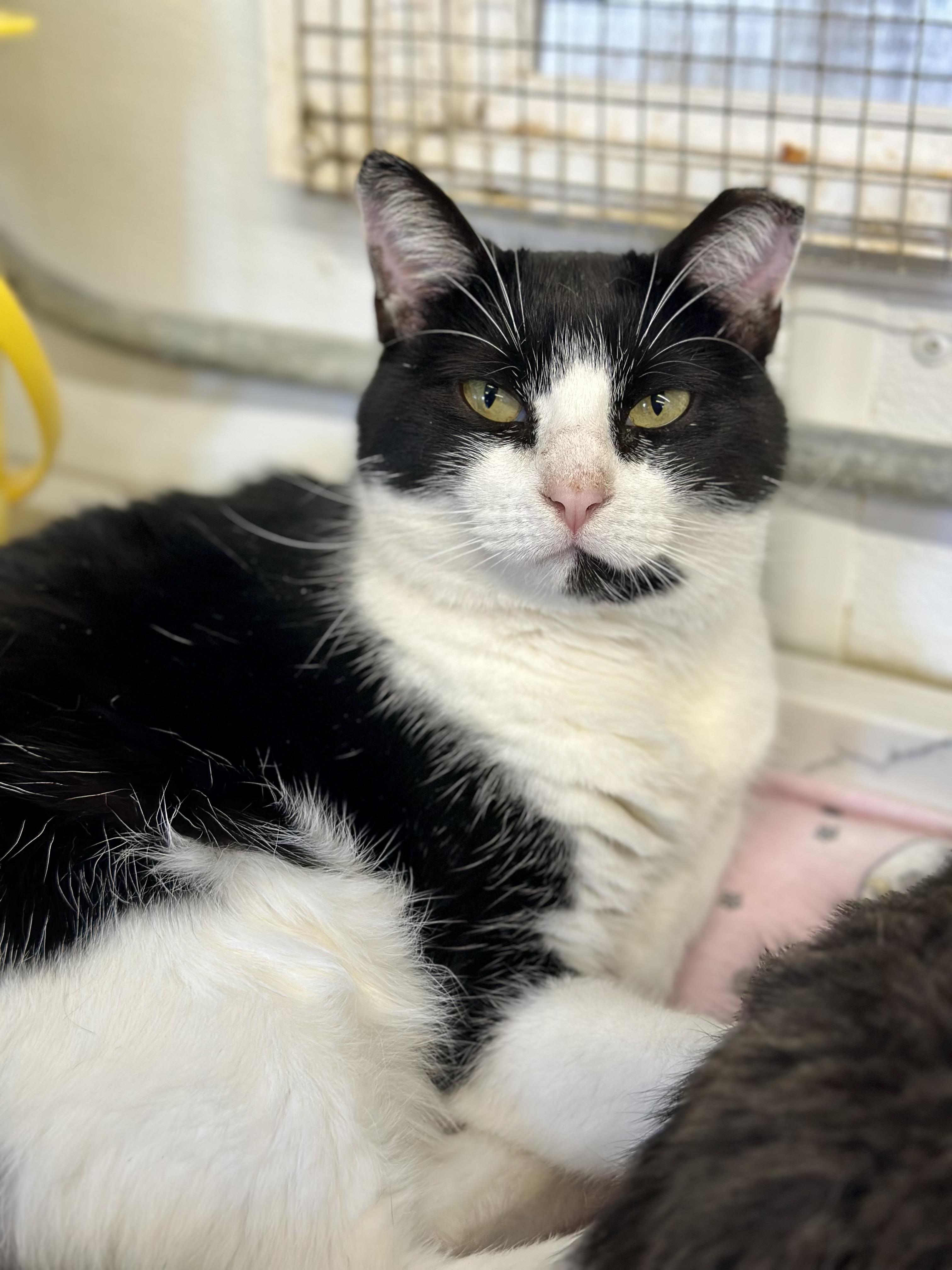 Enlarge Baby Ruth, a ADOPTABLE Domestic Short Hair in Faribault, MN image 5/6