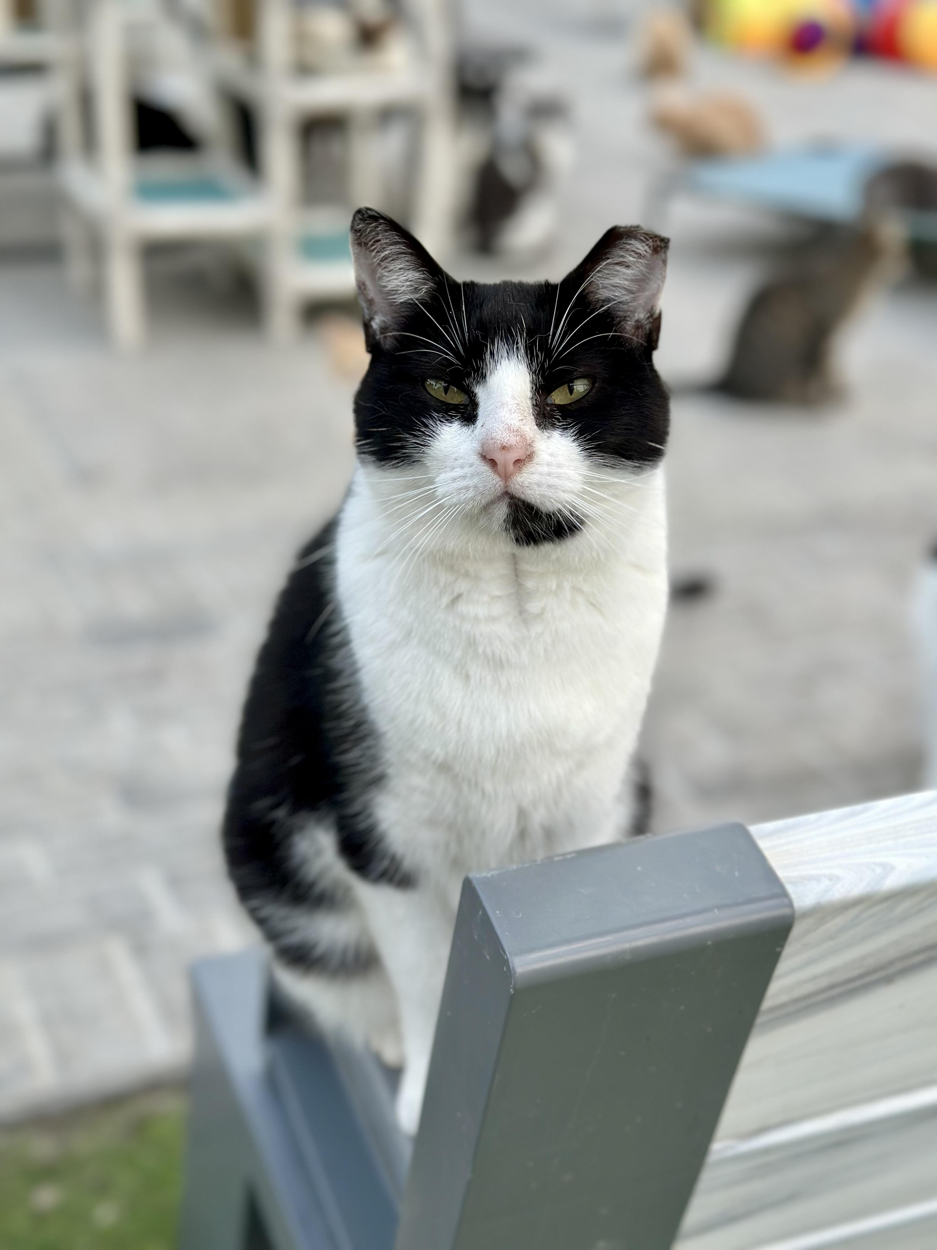 Enlarge Baby Ruth, a ADOPTABLE Domestic Short Hair in Faribault, MN image 2/6