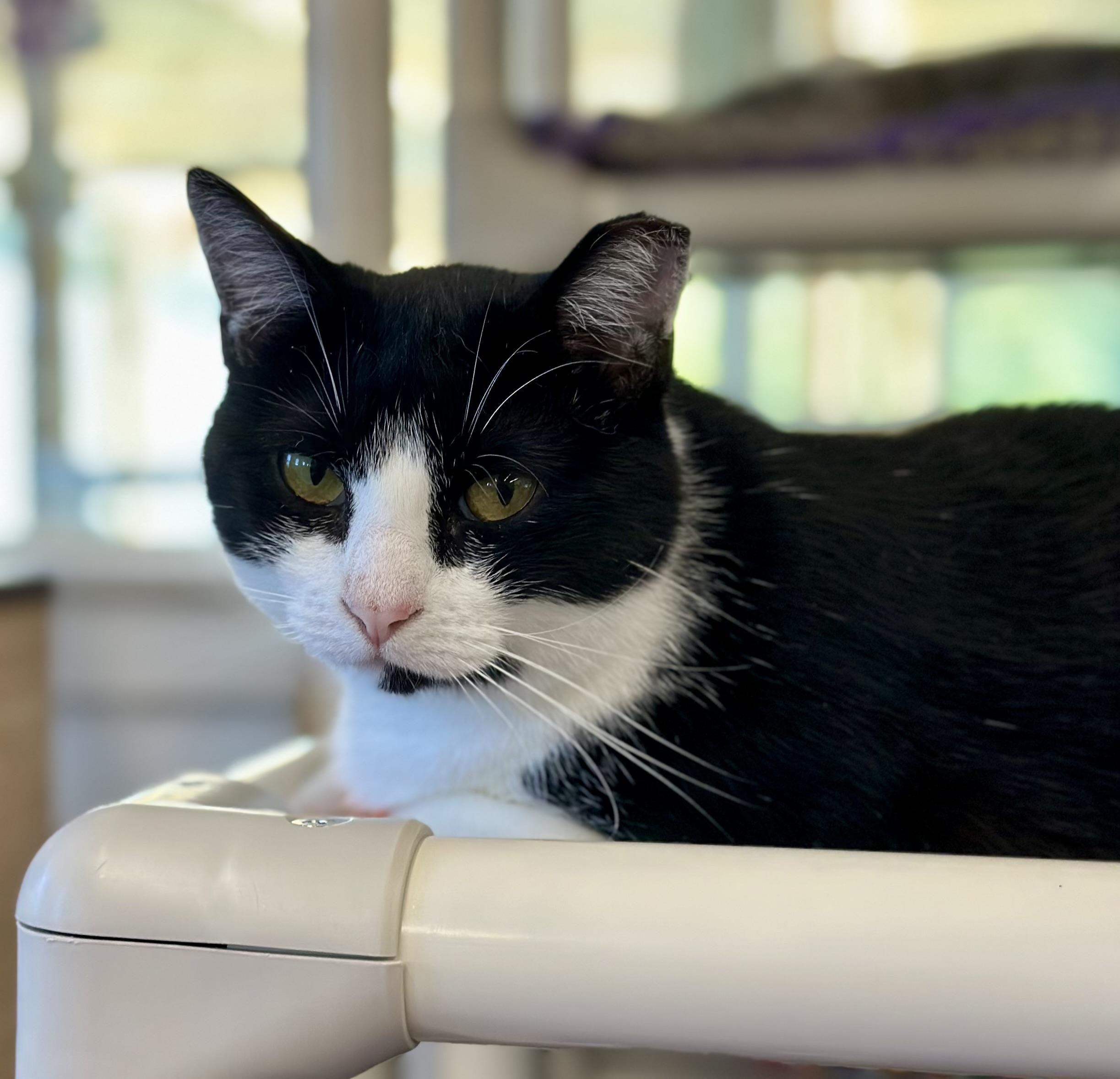 Enlarge Baby Ruth, a ADOPTABLE Domestic Short Hair in Faribault, MN image 4/6