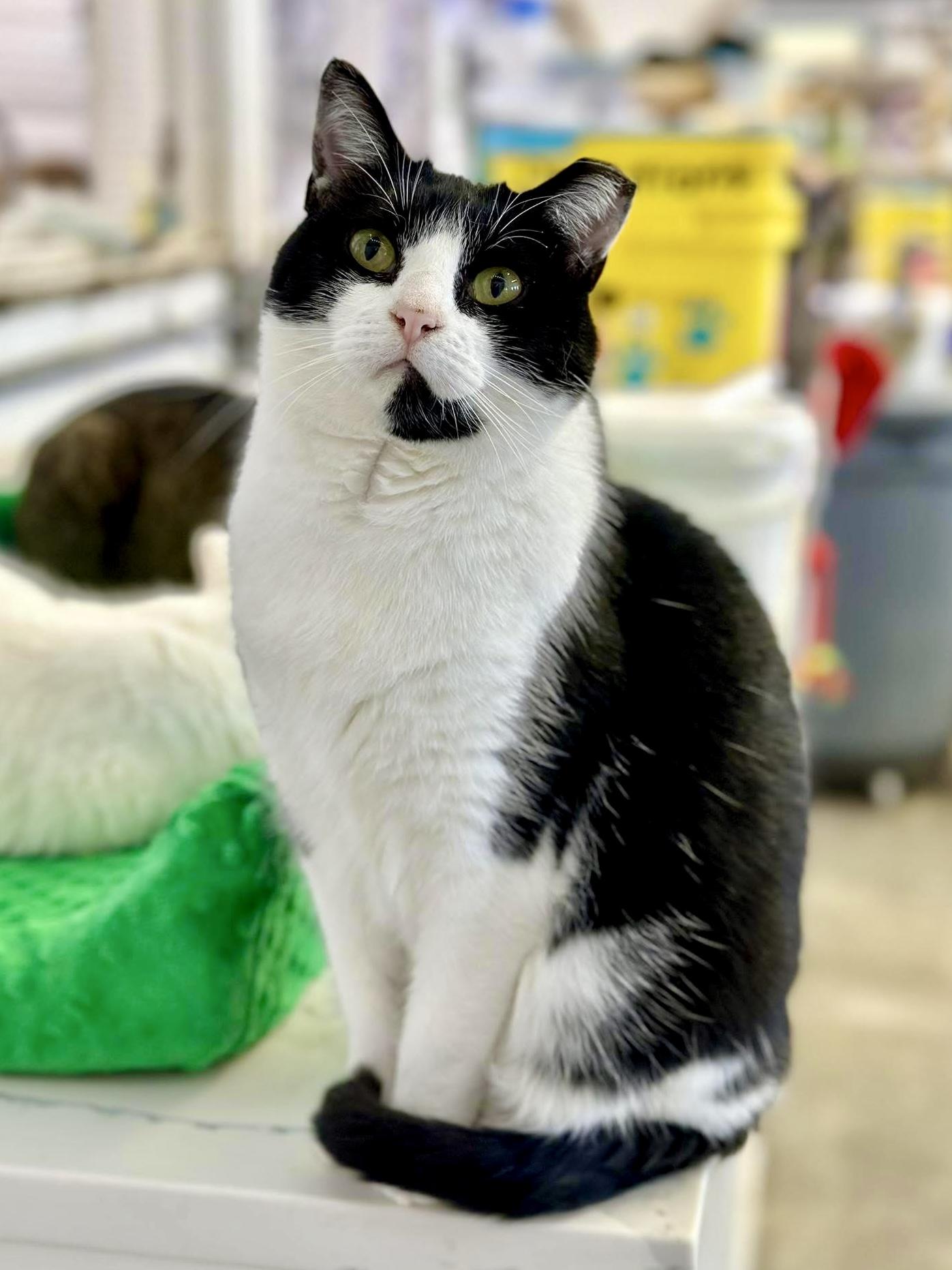 Enlarge Baby Ruth, a ADOPTABLE Domestic Short Hair in Faribault, MN image 6/6