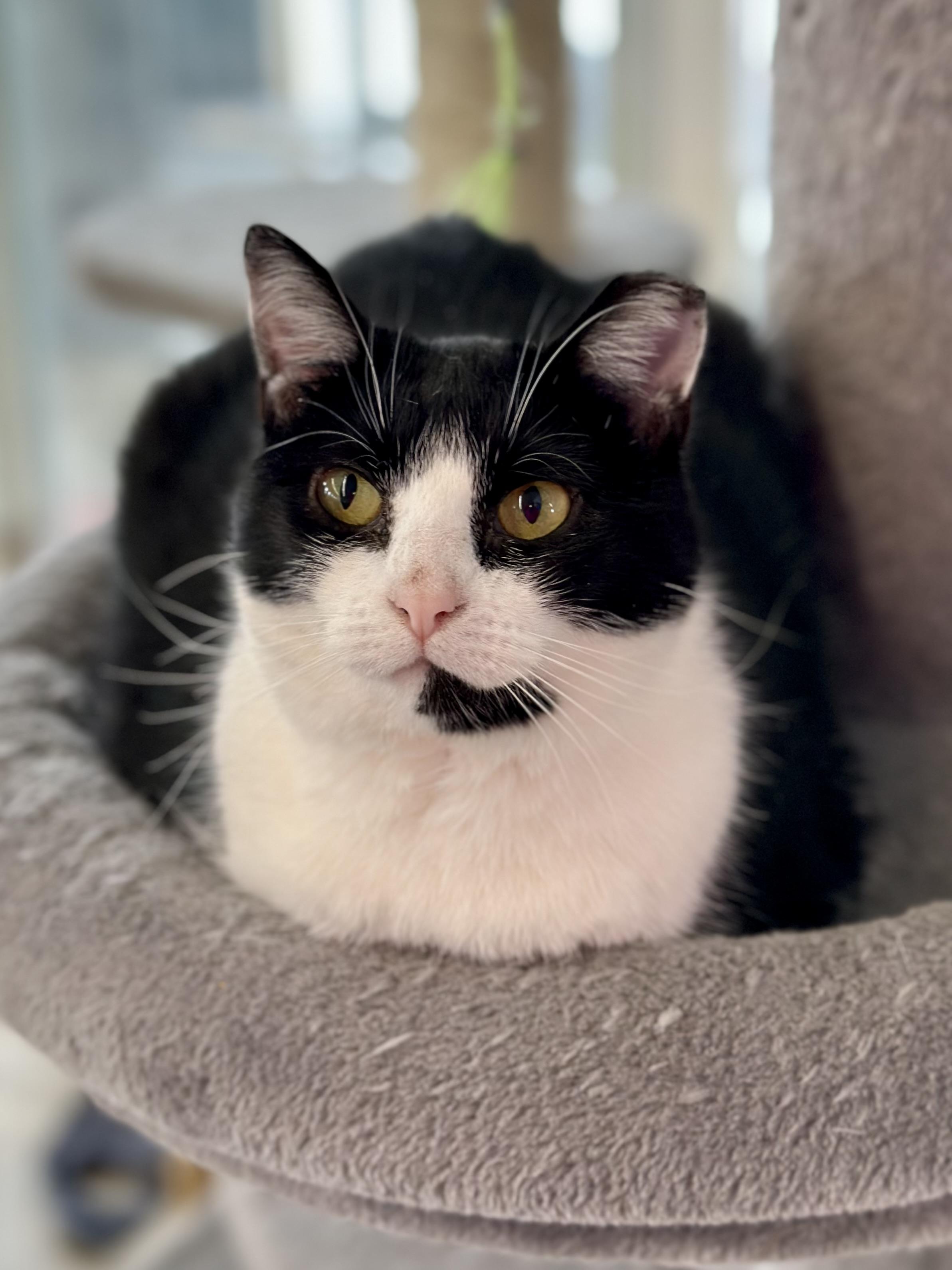 Enlarge Baby Ruth, a ADOPTABLE Domestic Short Hair in Faribault, MN image 3/6