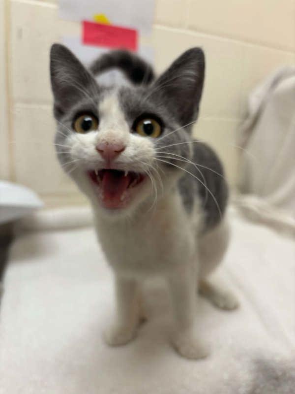 Avril, Adoptable, Kitten Female Domestic Short Hair.