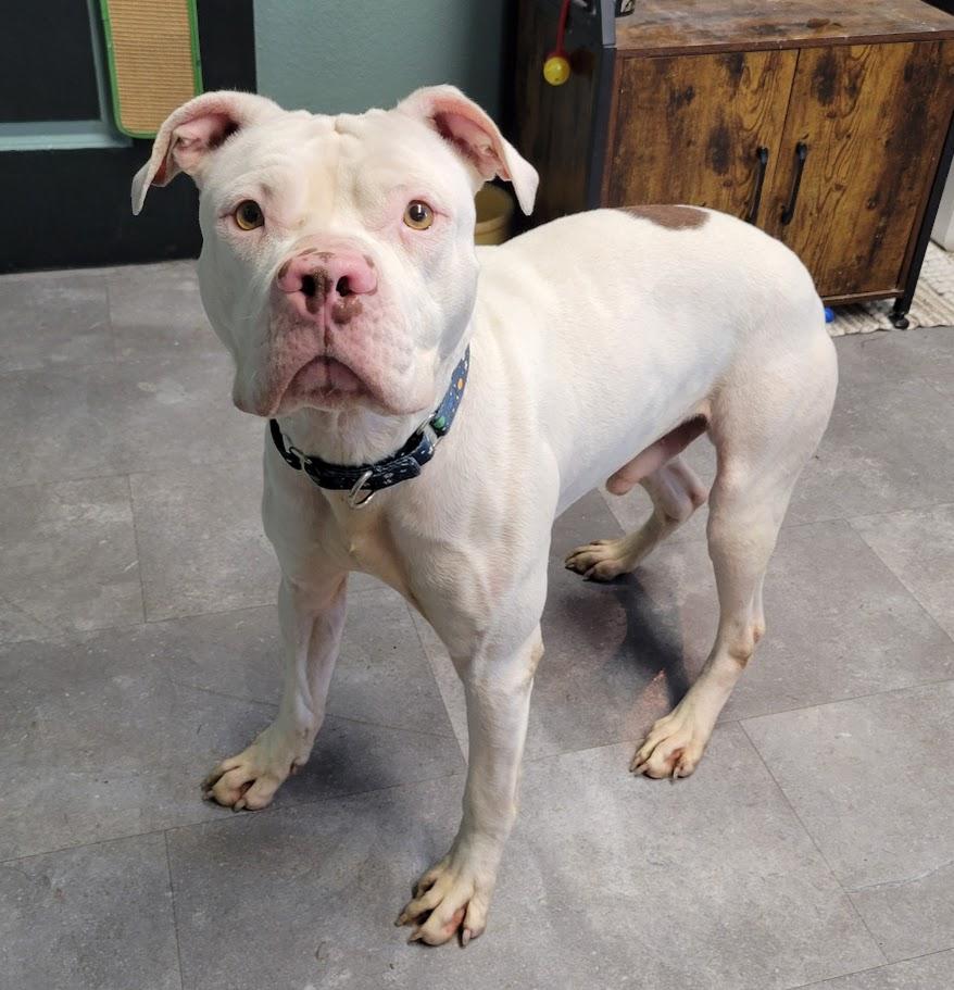Enlarge Ghost, a ADOPTABLE mixed breed in Lisbon, OH image 3/4