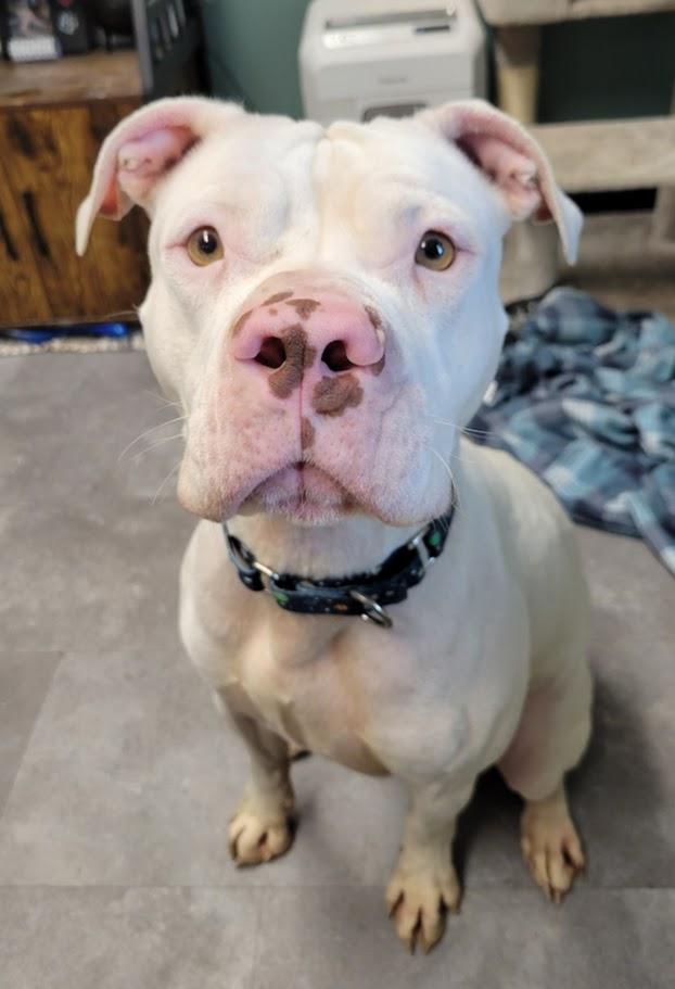 Enlarge Ghost, a ADOPTABLE mixed breed in Lisbon, OH image 2/4