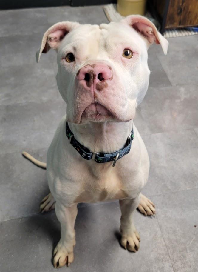 Enlarge Ghost, a ADOPTABLE mixed breed in Lisbon, OH image 4/4