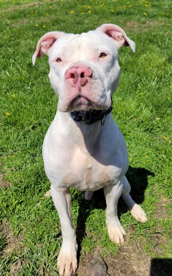 Ghost, ADOPTABLE, Young Male Pit Bull Terrier.
