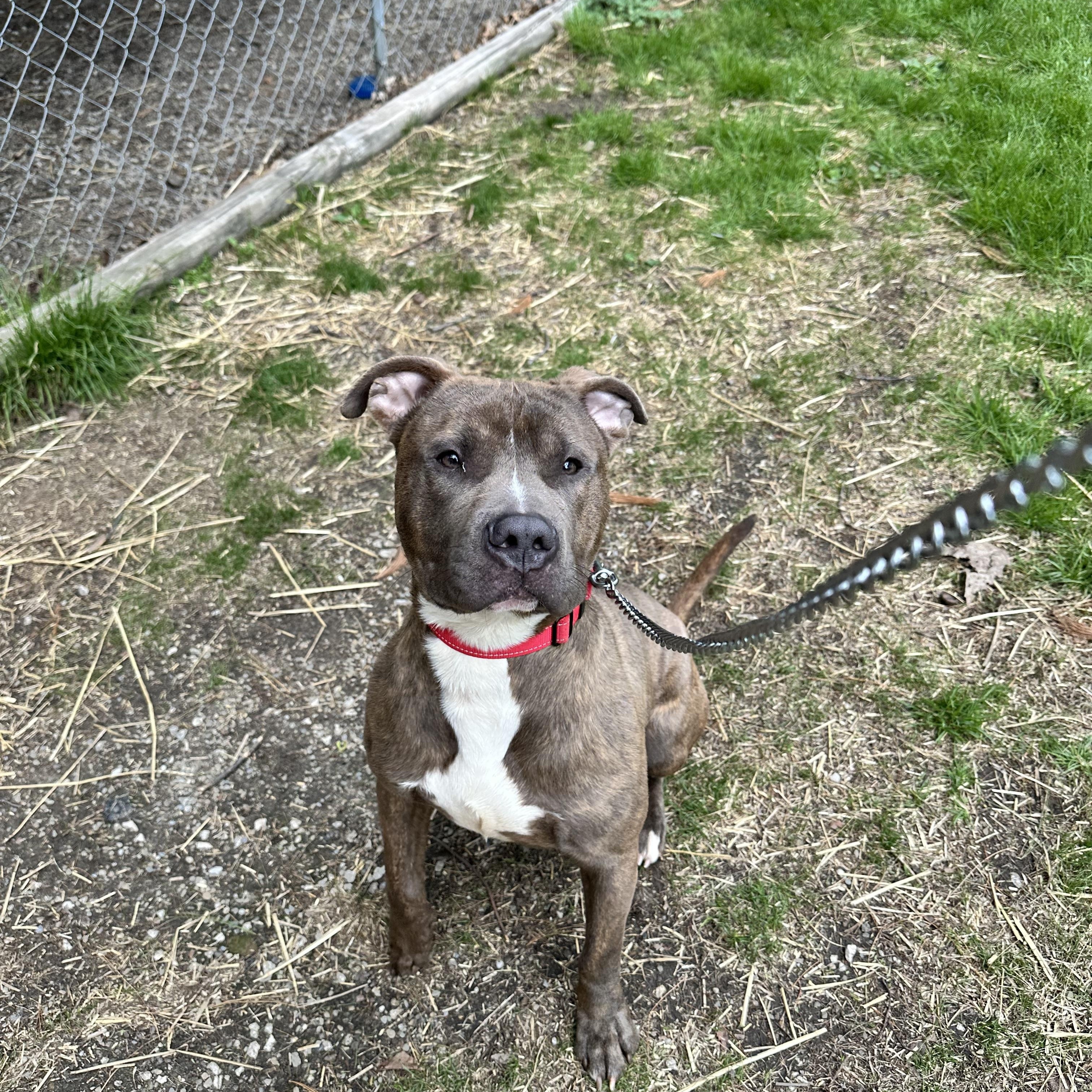 Enlarge Charger , a ADOPTABLE American Staffordshire Terrier in Youngstown, OH image 3/6