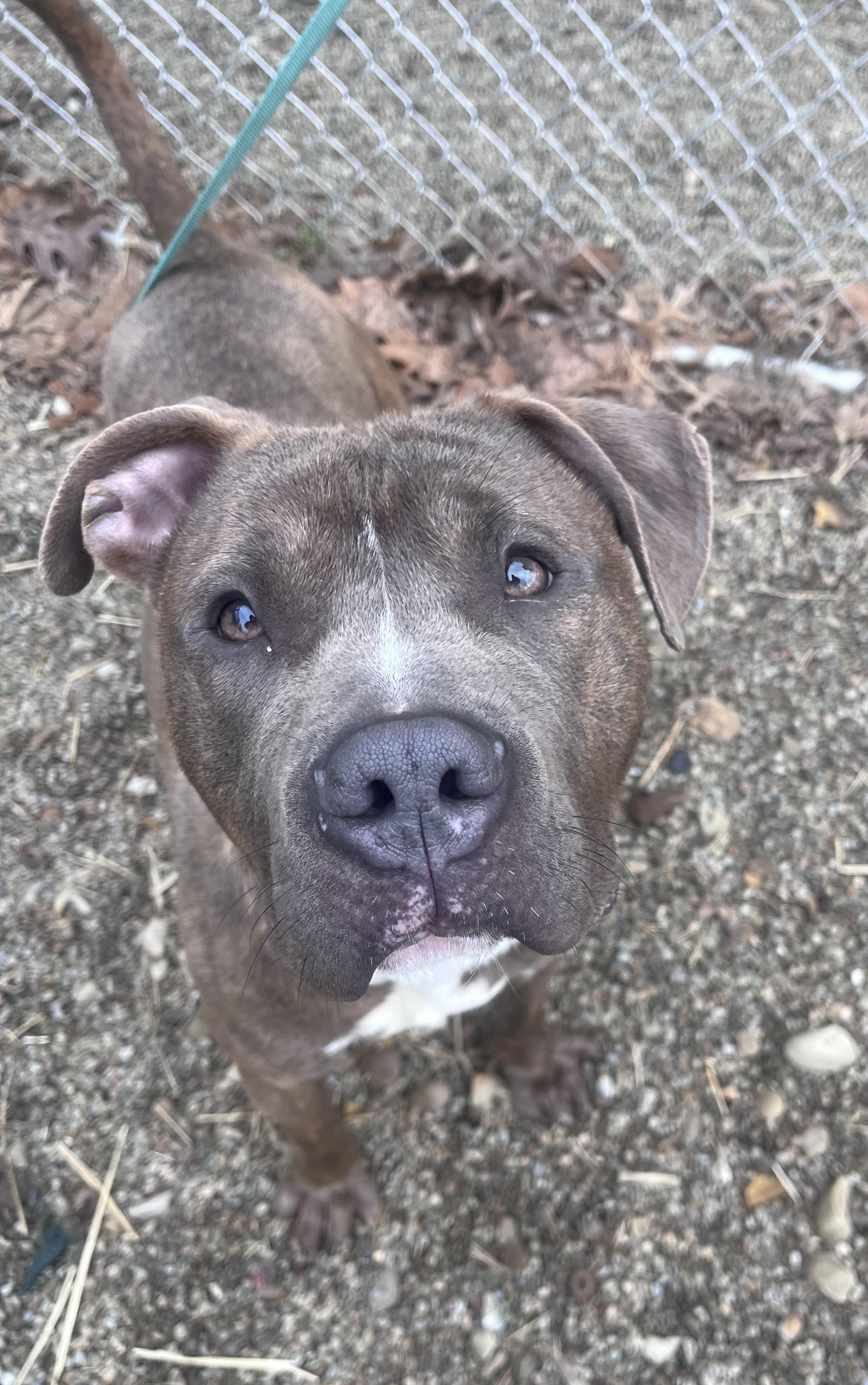Enlarge Charger , a ADOPTABLE American Staffordshire Terrier in Youngstown, OH image 2/6