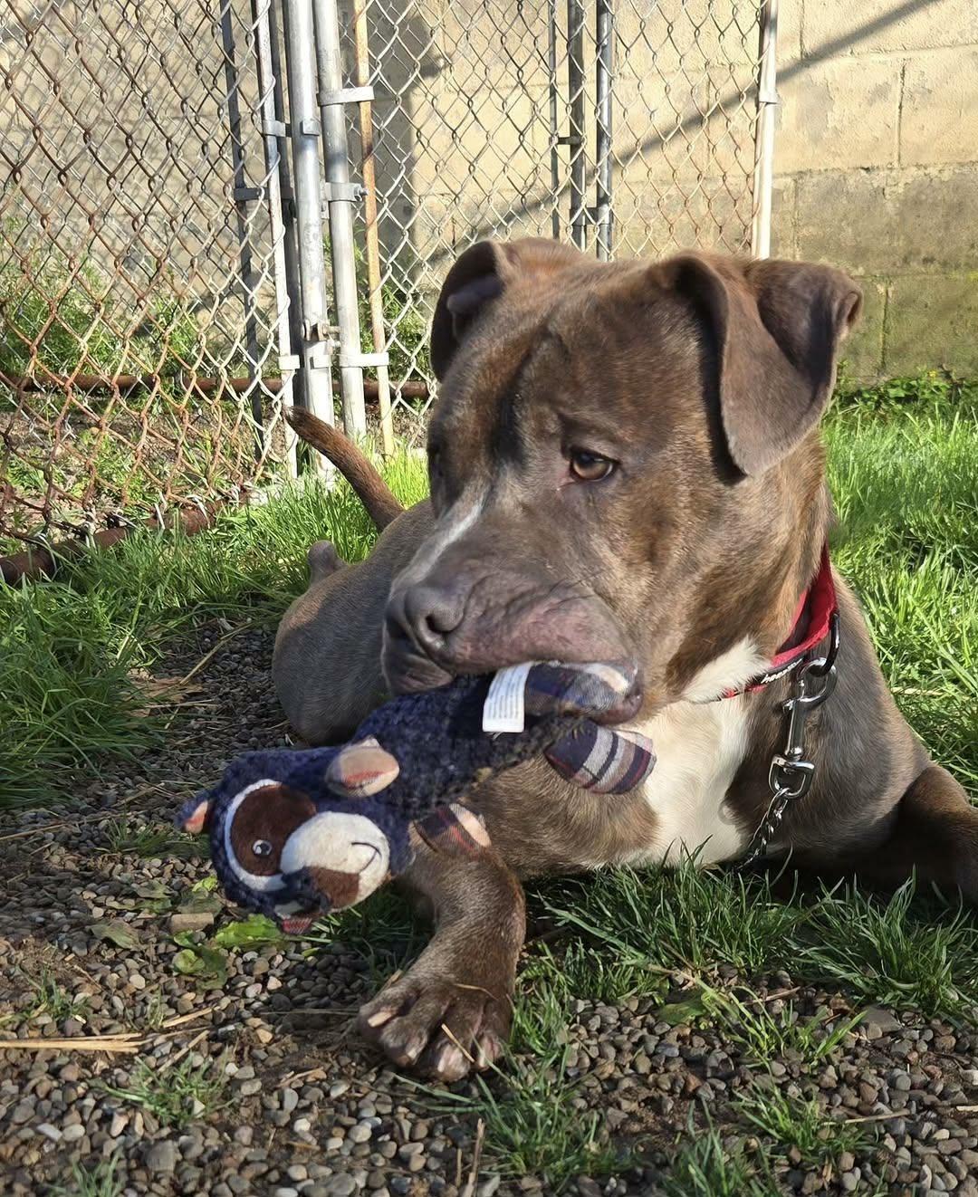 Enlarge Charger , a ADOPTABLE American Staffordshire Terrier in Youngstown, OH image 4/6
