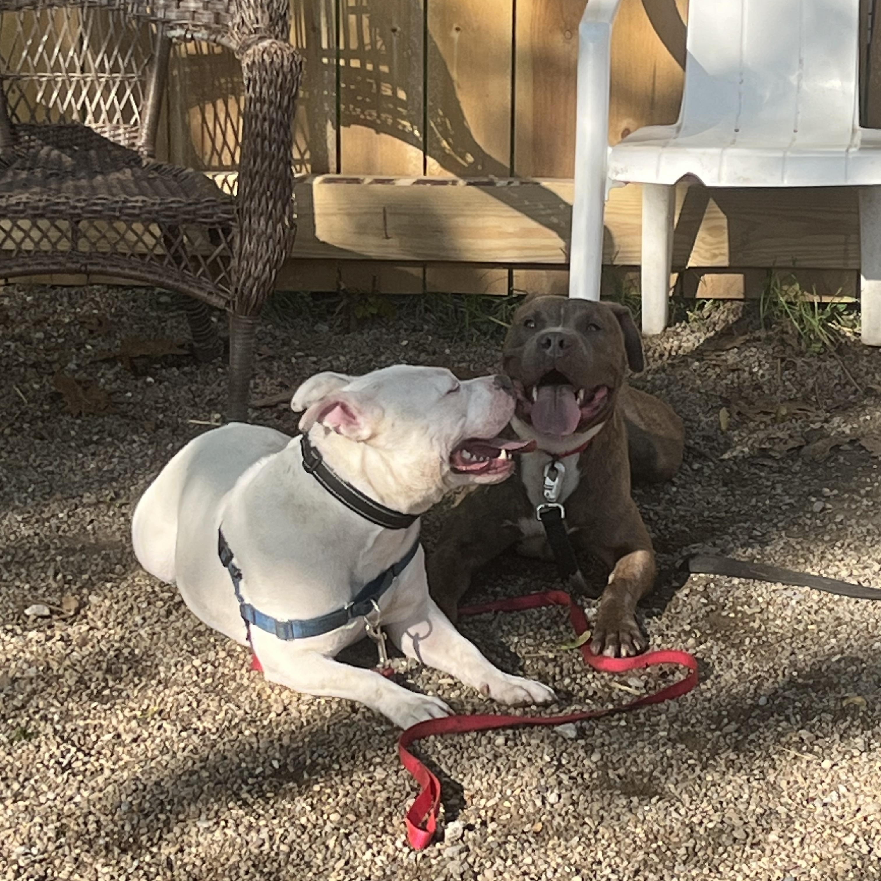 Enlarge Charger , a ADOPTABLE American Staffordshire Terrier in Youngstown, OH image 5/6