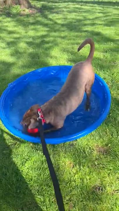 Enlarge Charger , a ADOPTABLE American Staffordshire Terrier in Youngstown, OH video 6/6