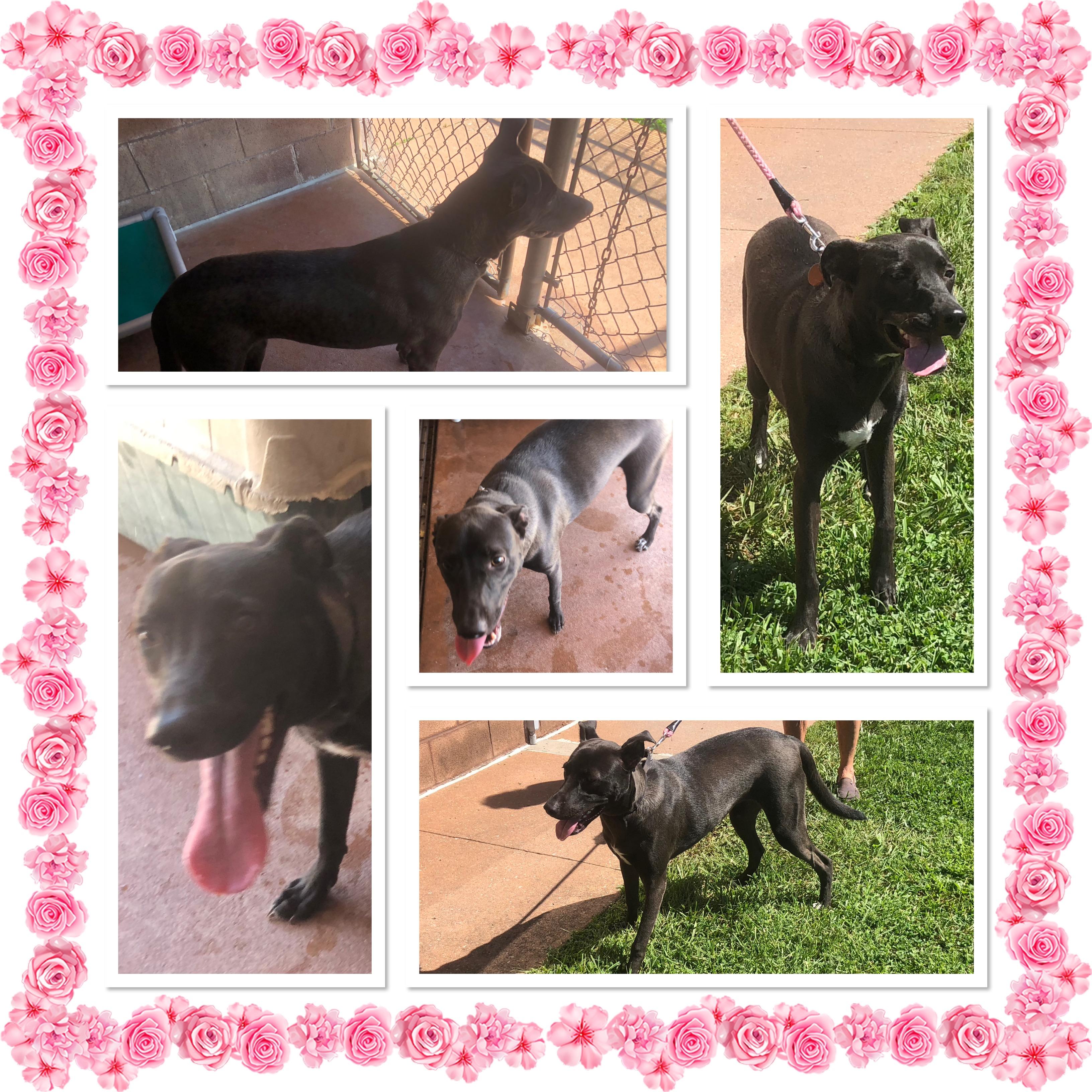 Enlarge HIGHWAY, a Adoptable mixed breed in Buckhannon, WV image 1/1