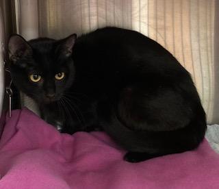 Enlarge Bavmorda, a Adoptable Domestic Short Hair in Cincinnati, OH image 2/3
