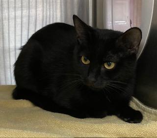 Enlarge Bavmorda, a Adoptable Domestic Short Hair in Cincinnati, OH image 3/3