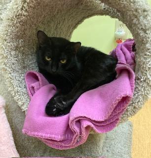 Enlarge Bavmorda, a Adoptable Domestic Short Hair in Cincinnati, OH image 3/3