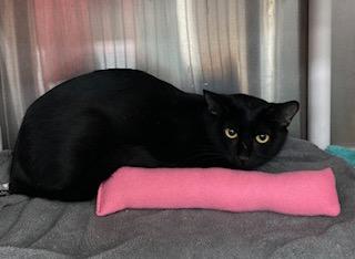 Enlarge Bavmorda, a Adoptable Domestic Short Hair in Cincinnati, OH image 1/1