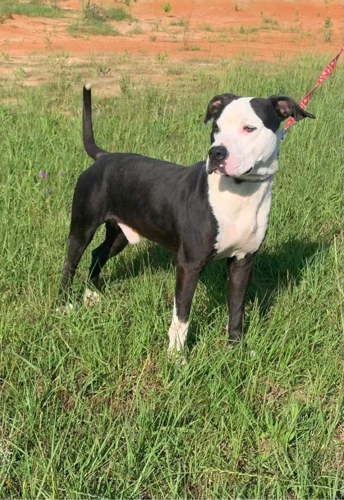 Luke, Adoptable, Adult Male American Bulldog.