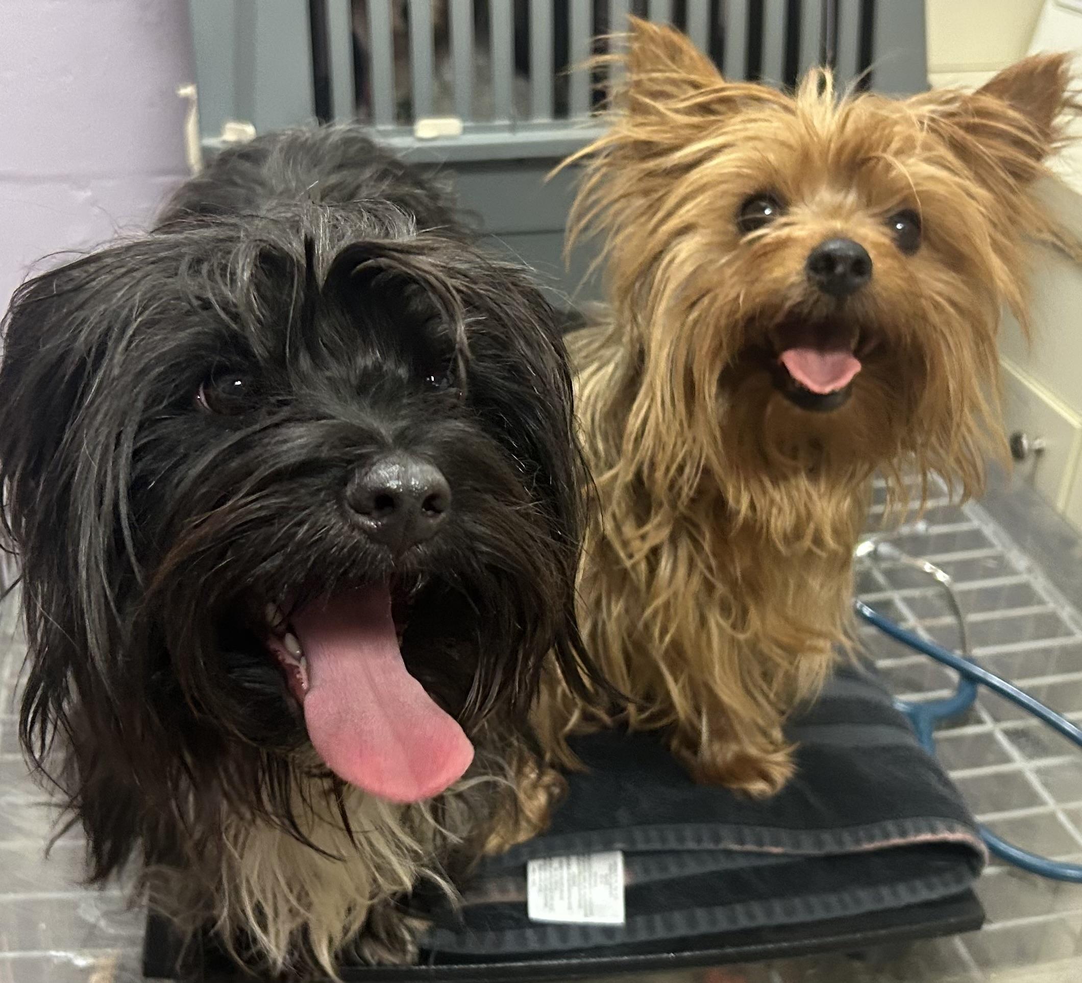 Ava and Teddy, Young Female Yorkshire Terrier