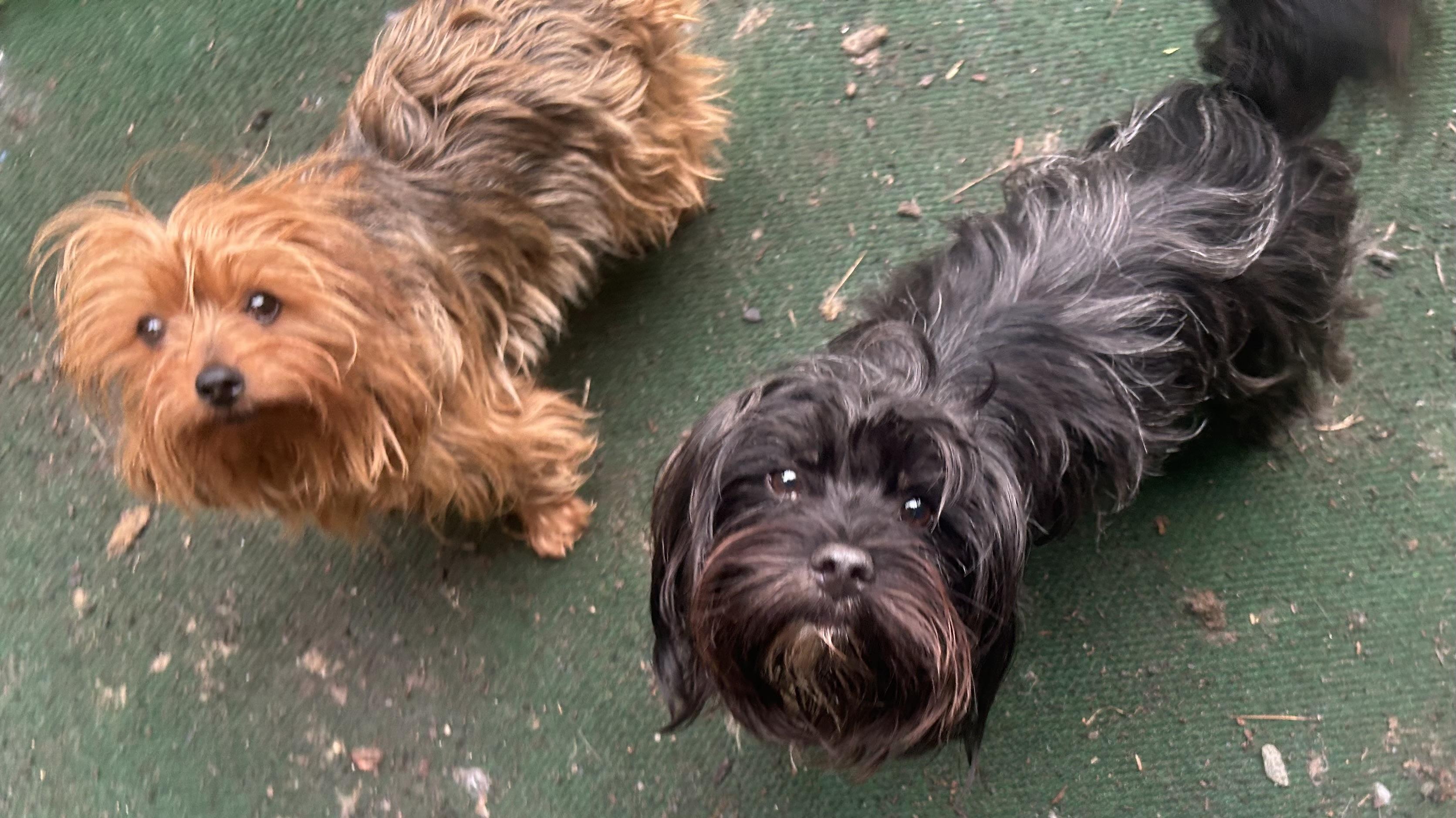 Ava and Teddy photo 3