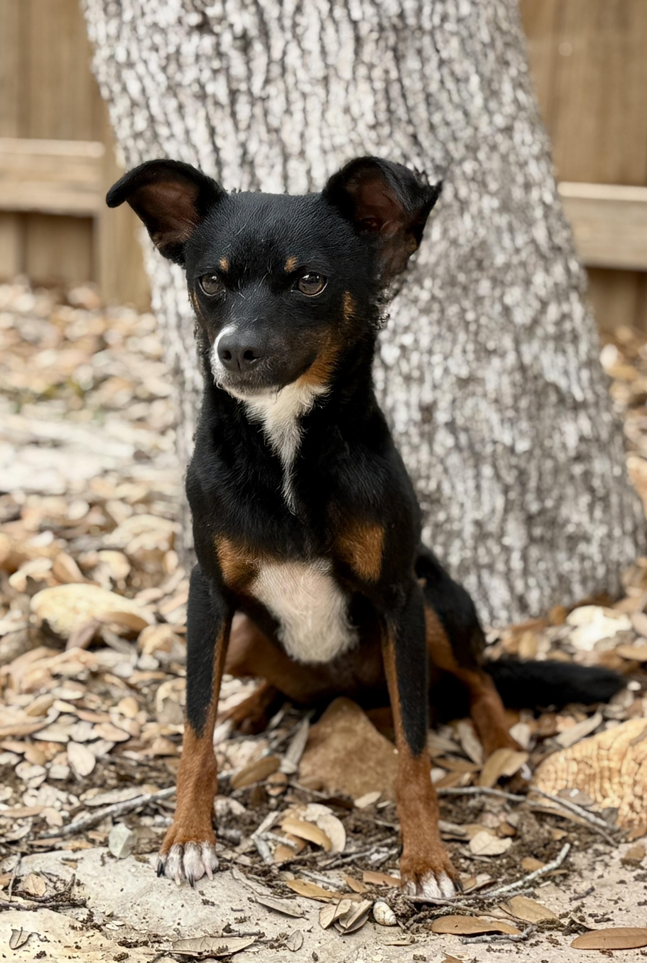 Enlarge Baisley, a Adoptable Mixed Breed in Austin, TX image 5/6