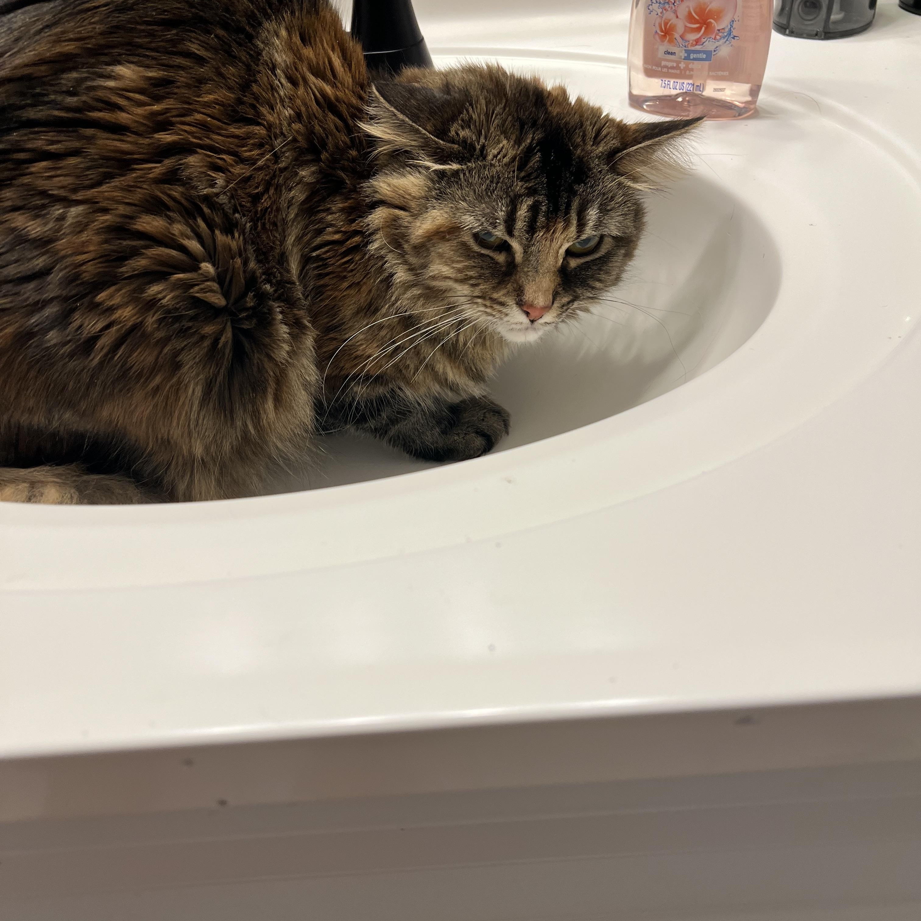 Enlarge Kiwi, a ADOPTABLE mixed breed in Warrenville, IL image 3/4