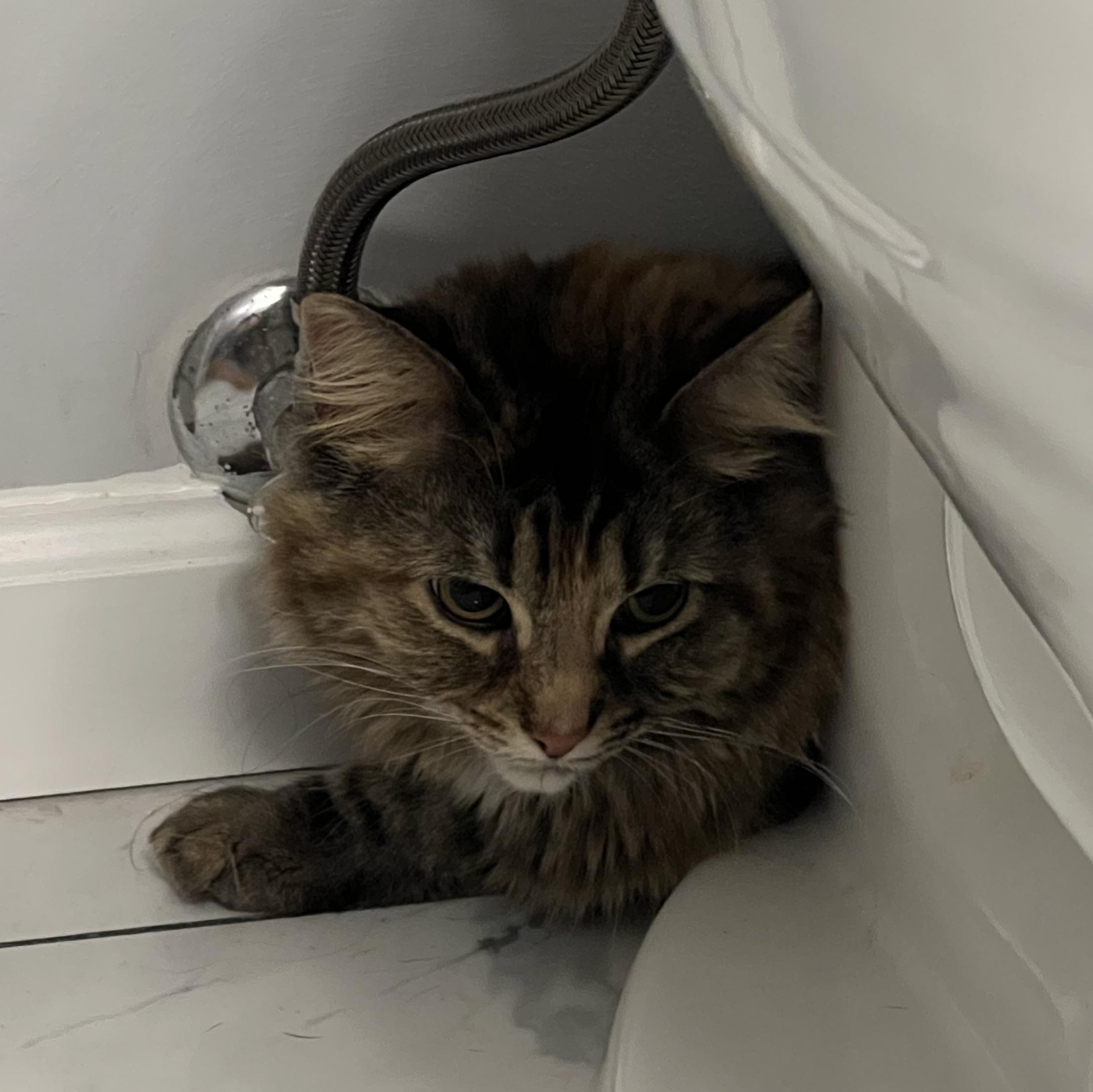 Enlarge Kiwi, a ADOPTABLE mixed breed in Warrenville, IL image 4/4