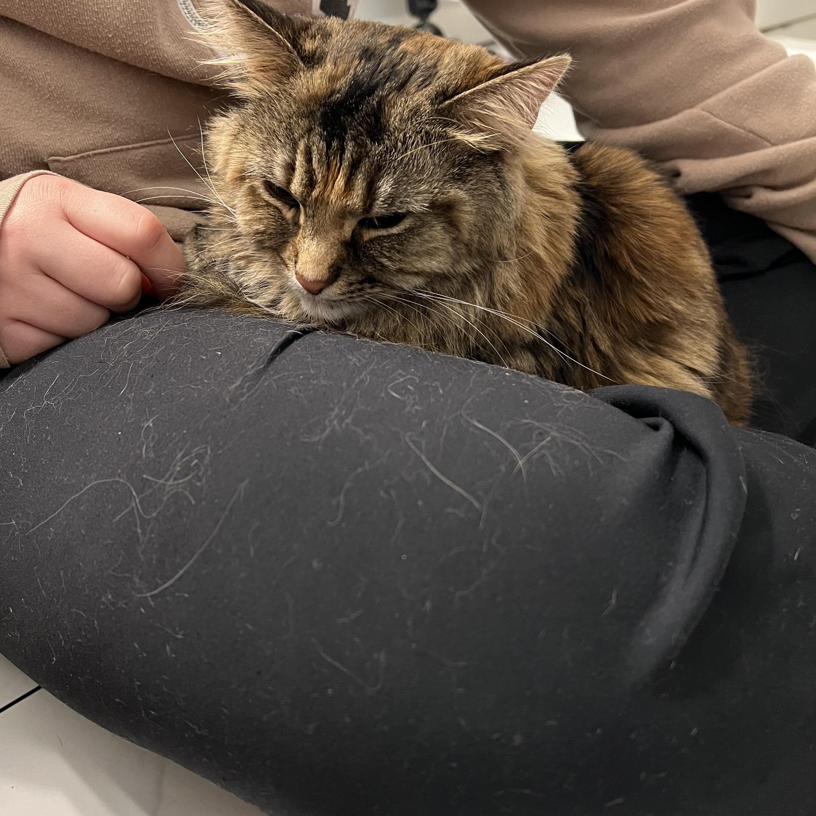 Enlarge Kiwi, a ADOPTABLE mixed breed in Warrenville, IL image 2/4