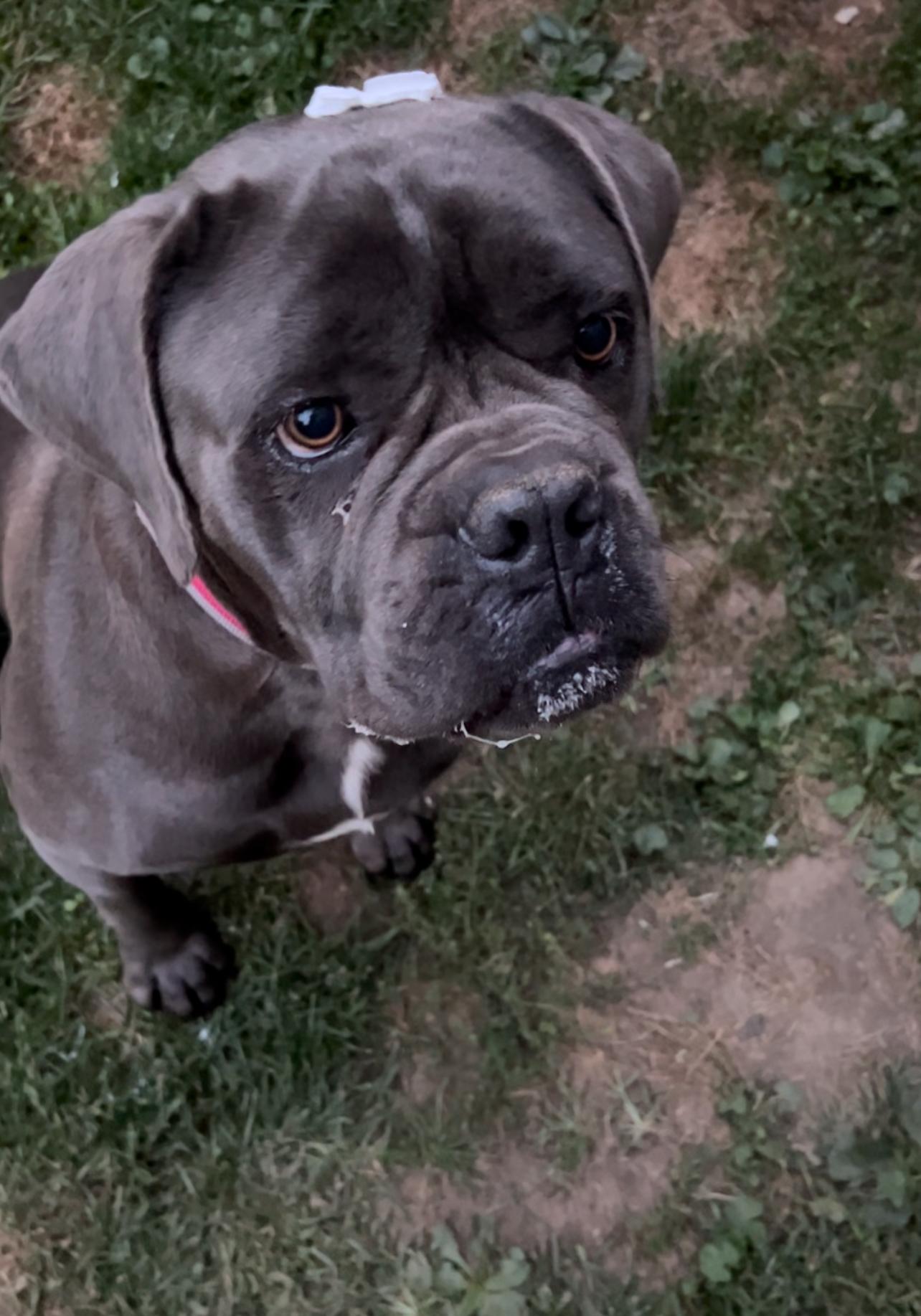 Enlarge Jasmine, a Adoptable Cane Corso in Stahlstown, PA image 1/6