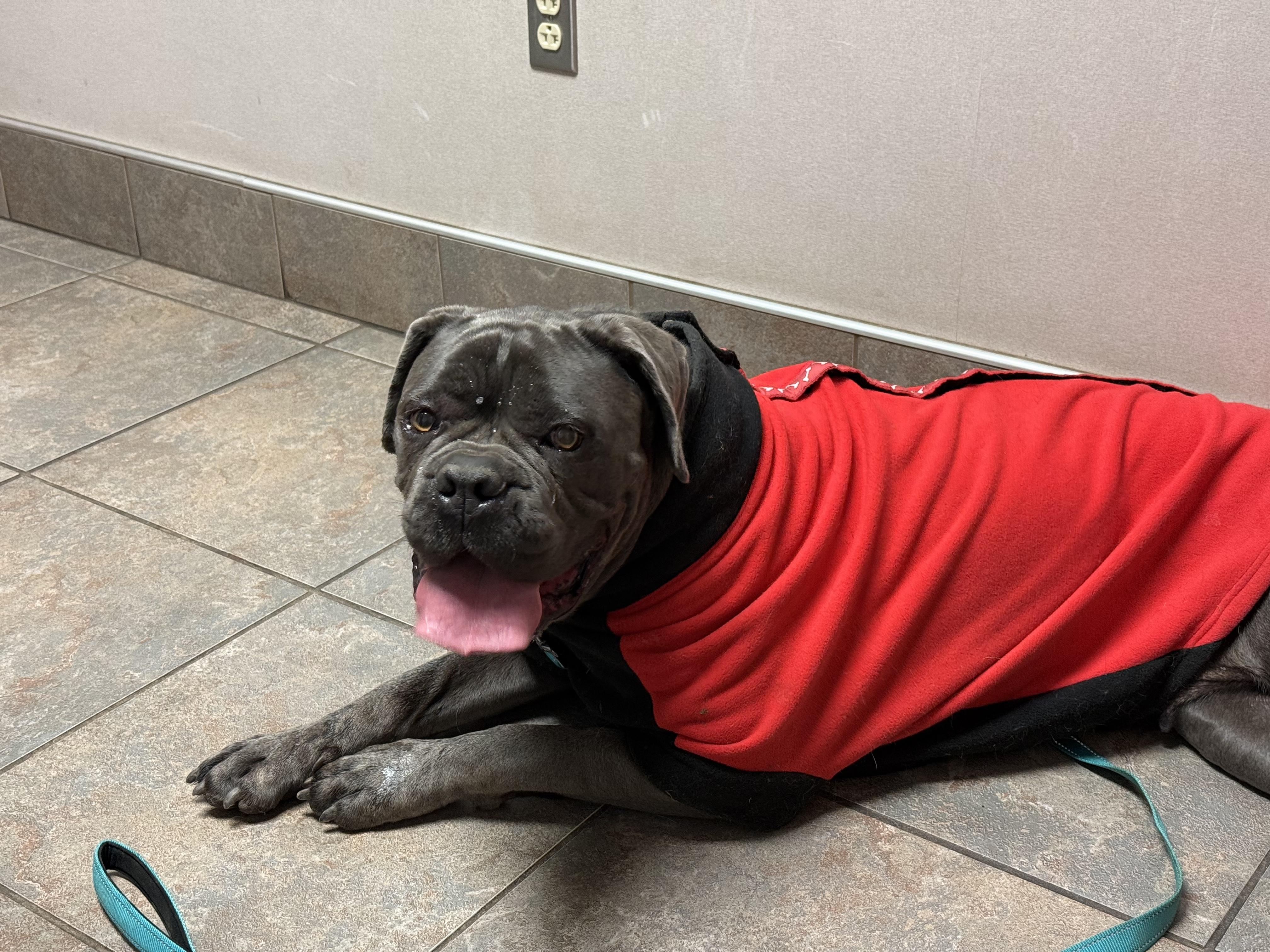 Enlarge Jasmine, a Adoptable Cane Corso in Stahlstown, PA image 2/6