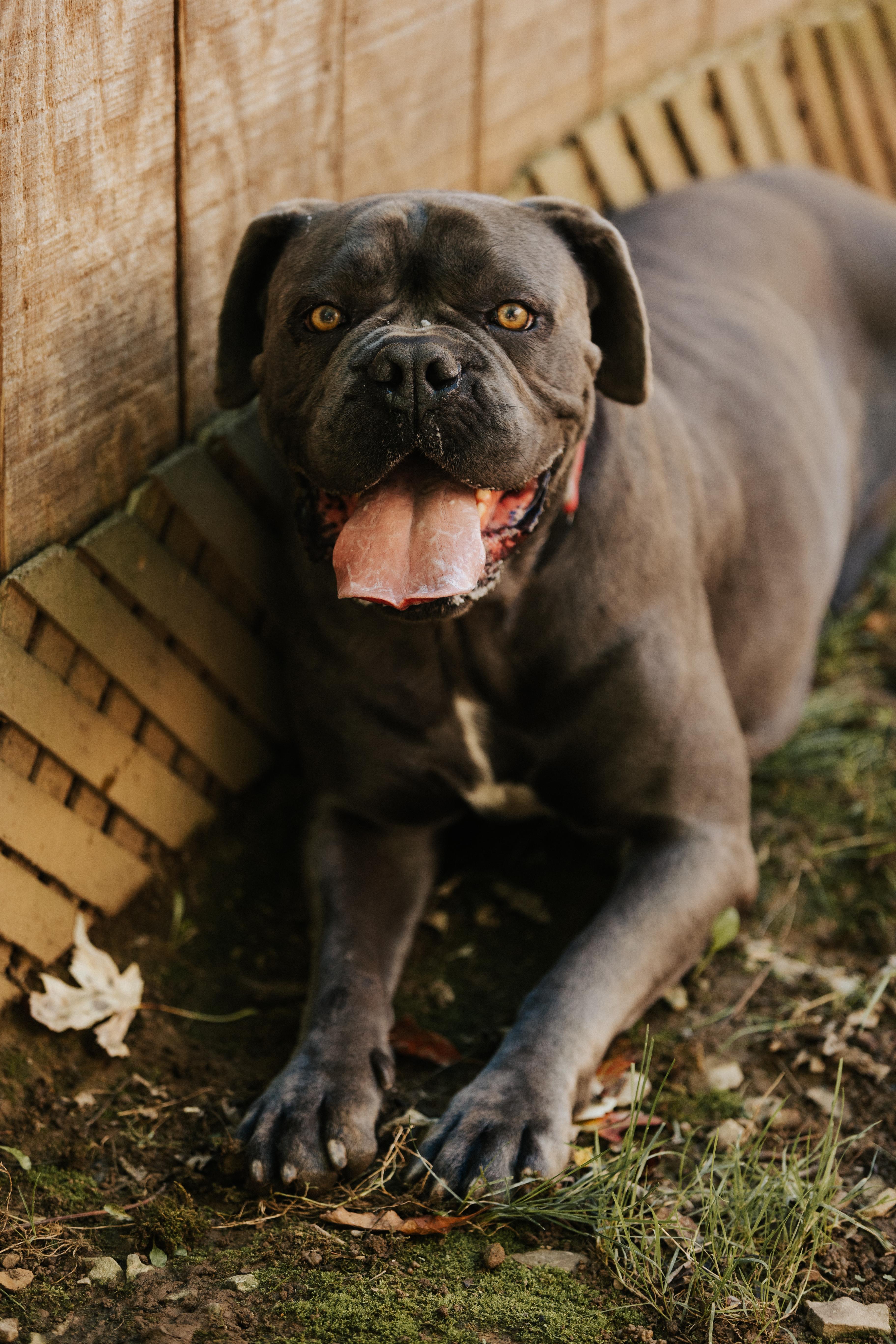 Enlarge Jasmine, a Adoptable Cane Corso in Stahlstown, PA image 3/6