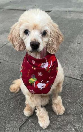 Enlarge Bella, a ADOPTABLE mixed breed in South San Francisco, CA image 5/6