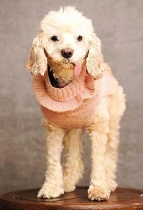 Bella, ADOPTABLE, Senior Female Cocker Spaniel & Poodle.