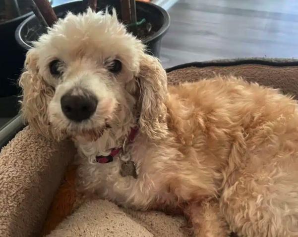 Enlarge Bella, a ADOPTABLE mixed breed in South San Francisco, CA image 4/6