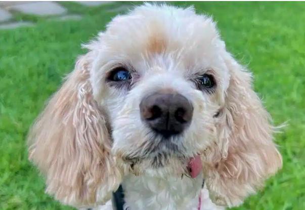 Enlarge Bella, a ADOPTABLE mixed breed in South San Francisco, CA image 3/6