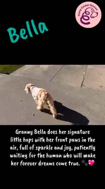 Enlarge Bella, a ADOPTABLE mixed breed in South San Francisco, CA video 6/6