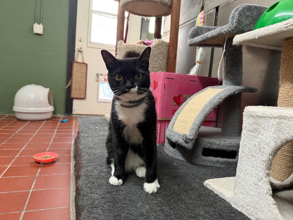 Jingles, Adoptable, Young Female Domestic Short Hair.