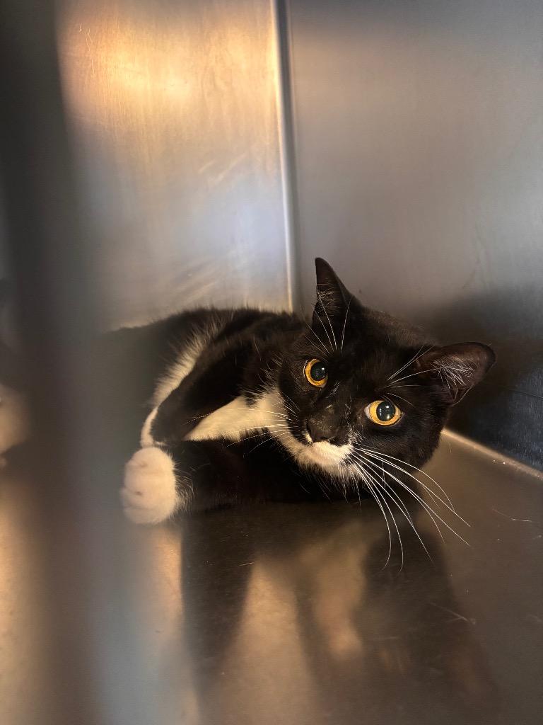 Enlarge Jingles, a Adoptable mixed breed in Port Jervis, NY image 2/2