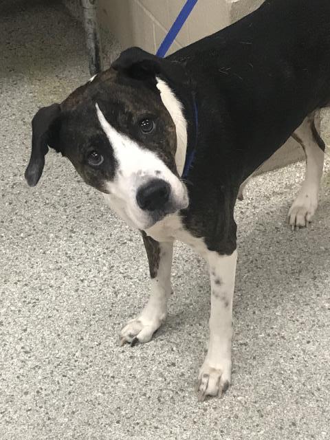 DAISY, Adoptable, Adult Female Bull Terrier.