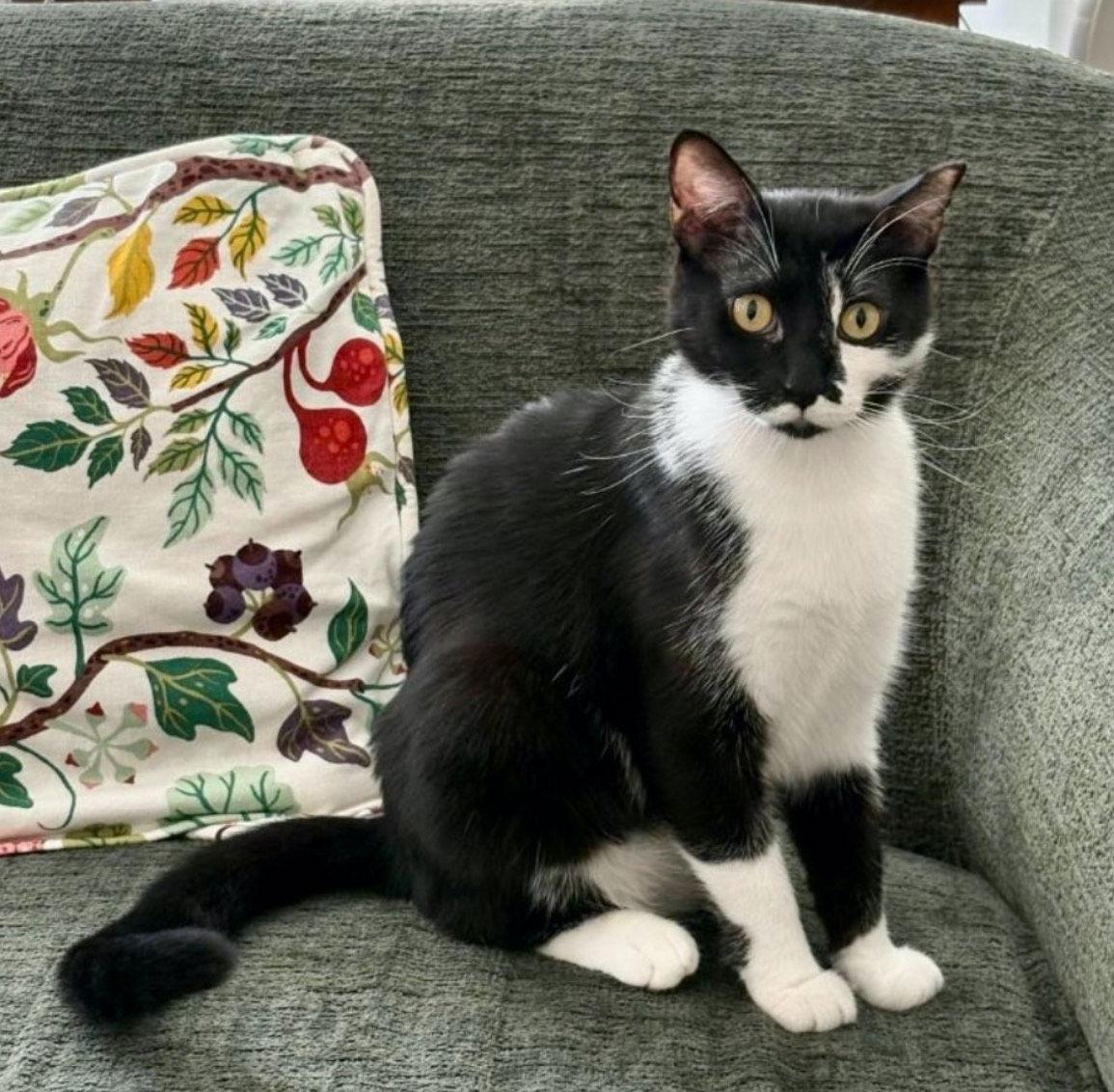 Tuxy (& Tilly) BONDED