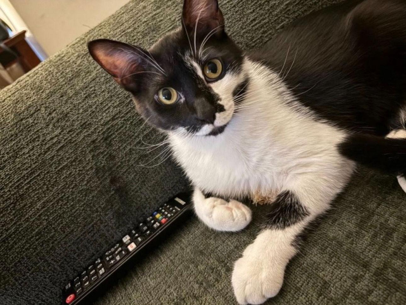 Tuxy (& Tilly) BONDED — thumbnail 3