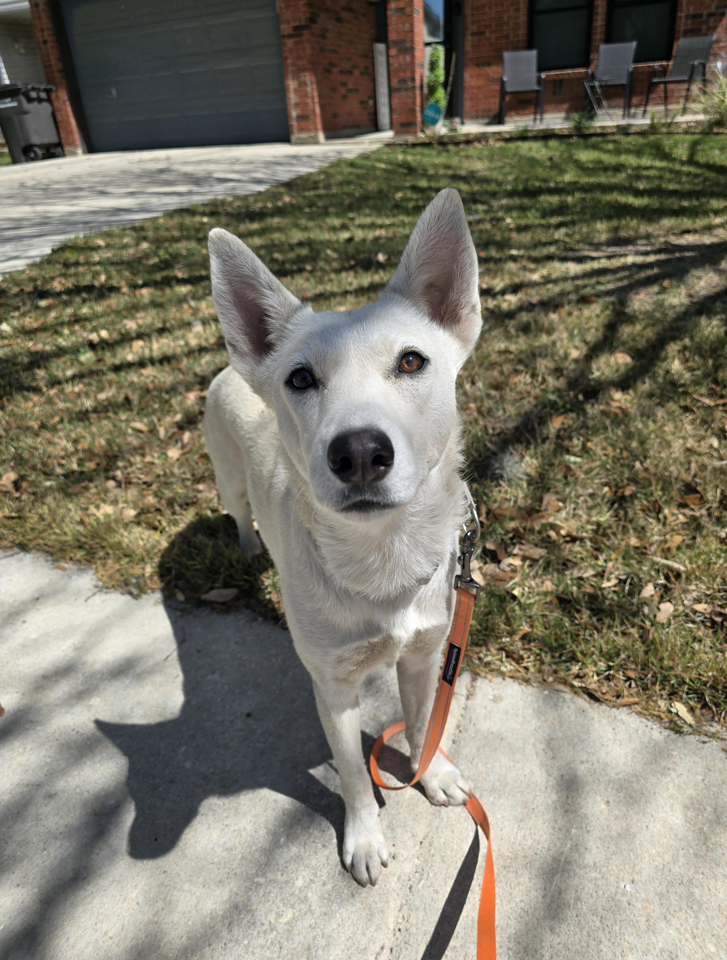 Enlarge Foxy, a Adoptable mixed breed in Niagara Falls, NY image 3/6