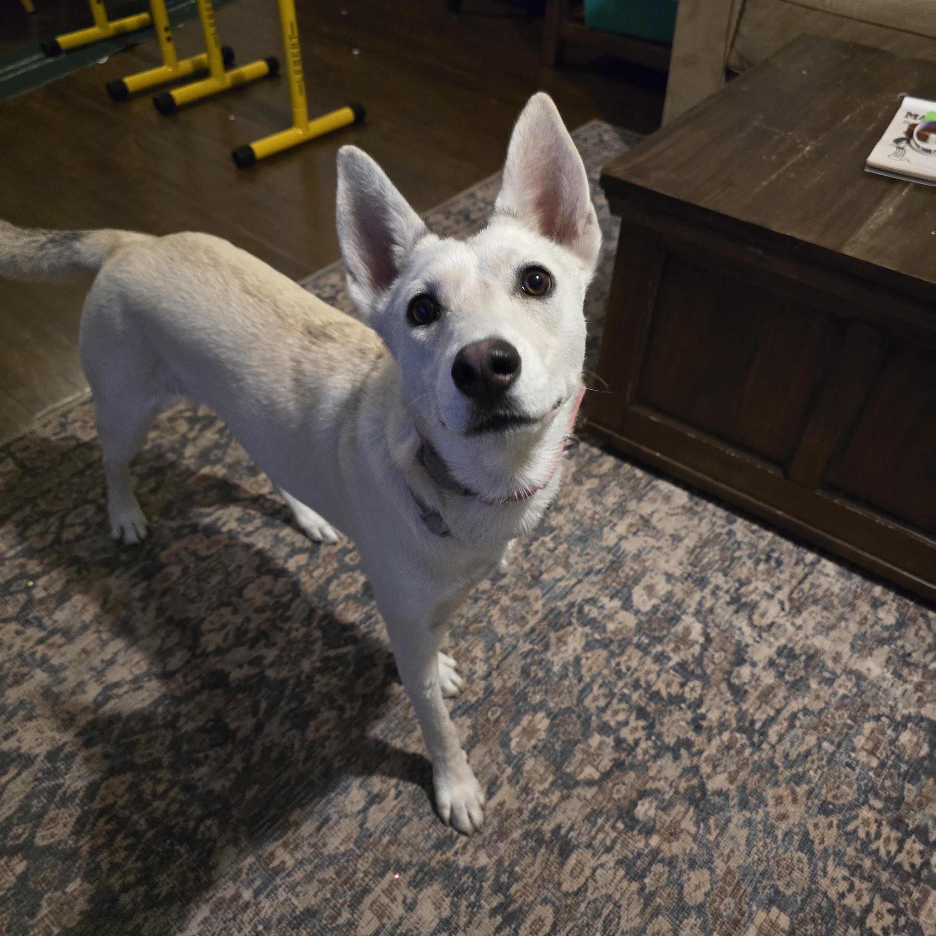 Enlarge Foxy, a Adoptable mixed breed in Niagara Falls, NY image 2/6