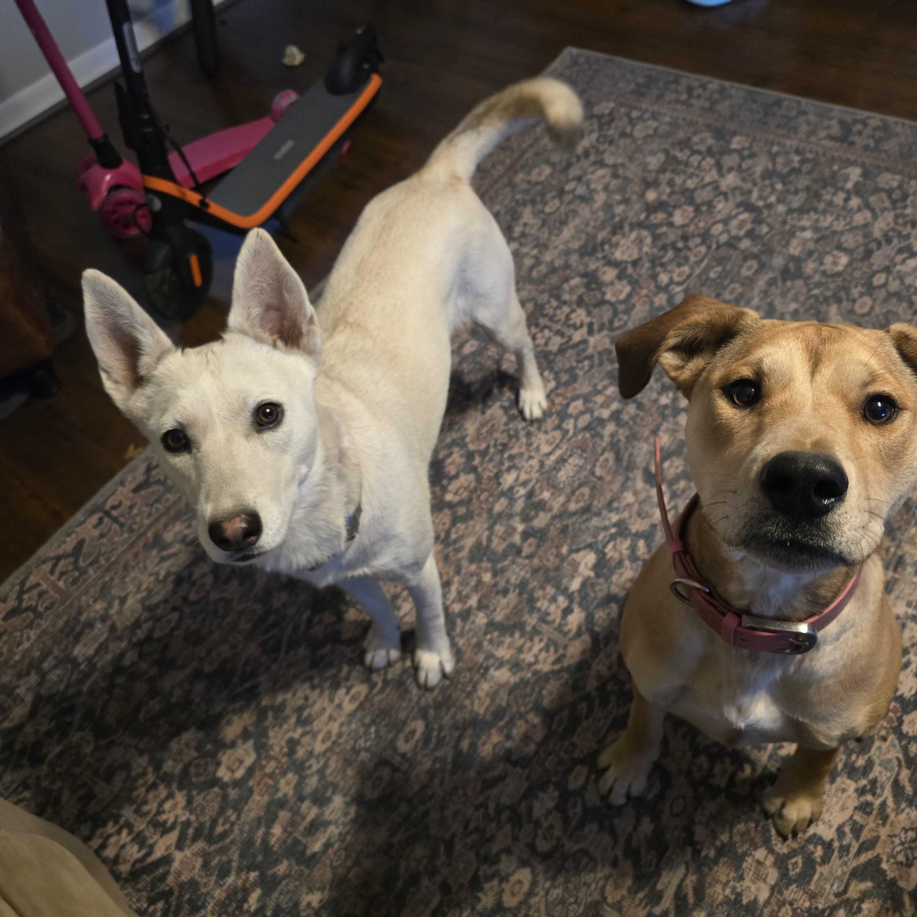 Enlarge Foxy, a Adoptable mixed breed in Cheektowaga, NY image 6/6