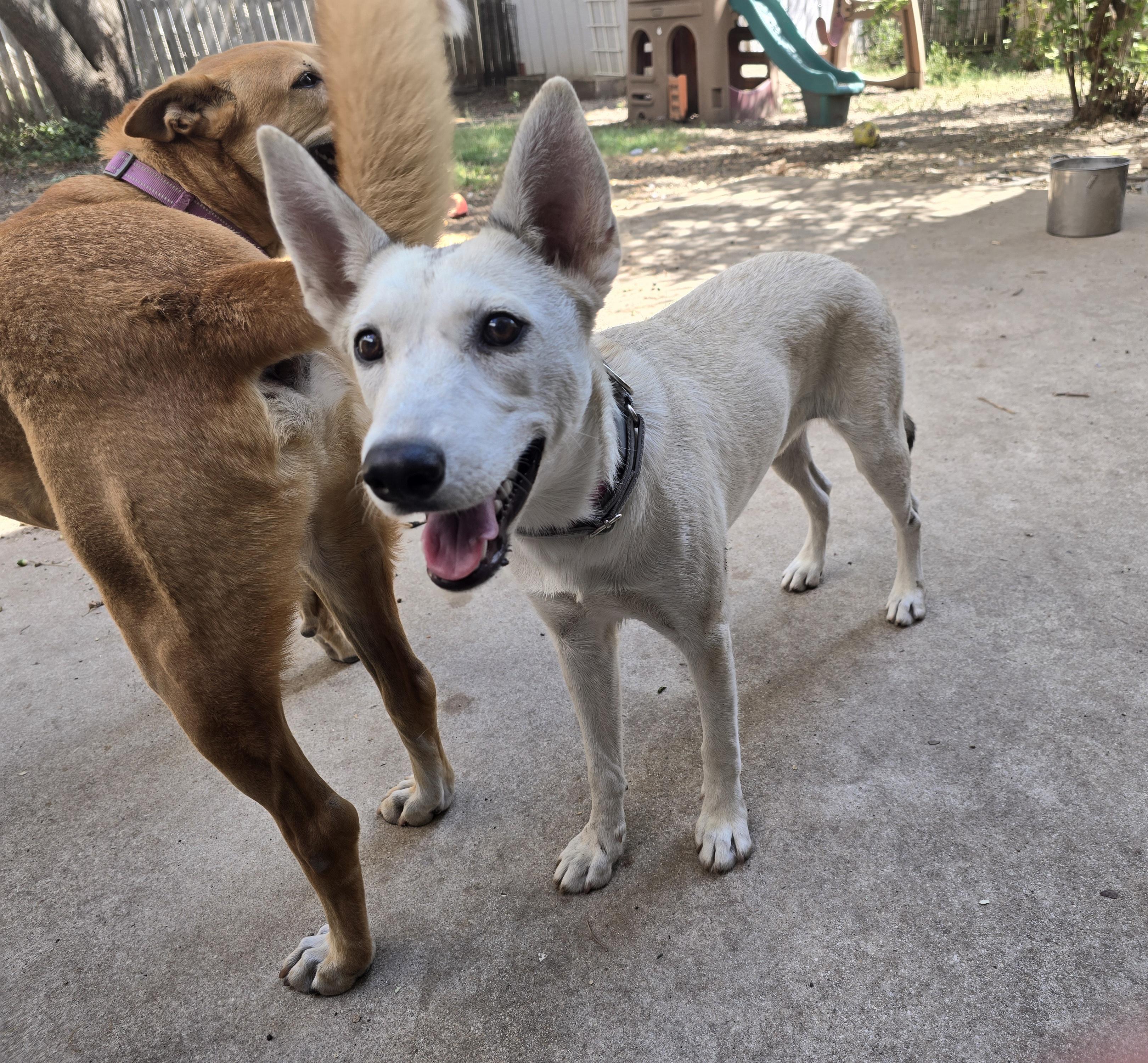 Enlarge Foxy, a Adoptable mixed breed in Niagara Falls, NY image 6/6