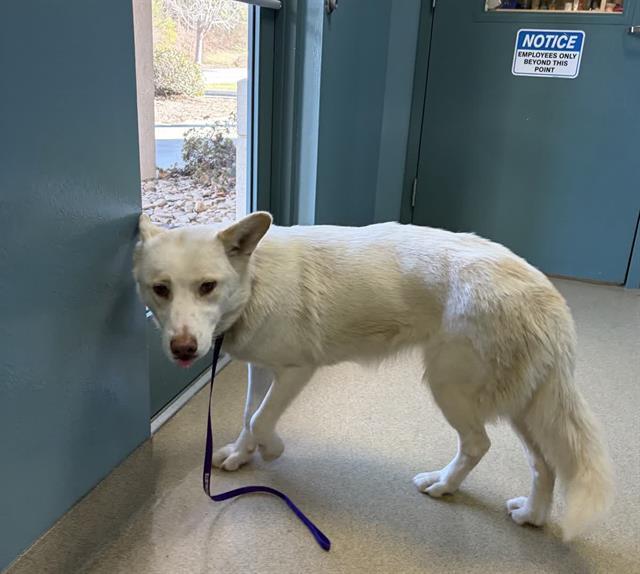 MAPLE SYRUP, Adoptable, Young Female Mixed Breed.
